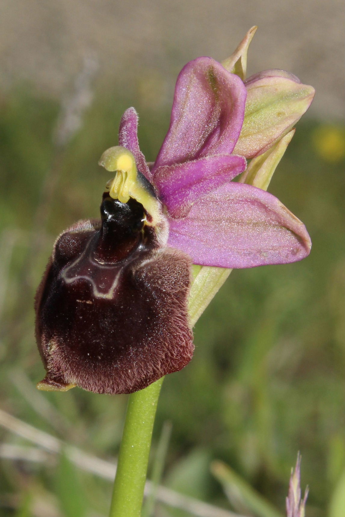 Ophrys da determinare